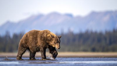 Heroic hikers miraculously save life of man bitten by grizzly bear - here's how they came to the rescue