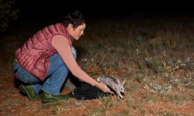 Quolls and bettongs join bilbies and bandicoots as locally extinct species reintroduced to NSW national park