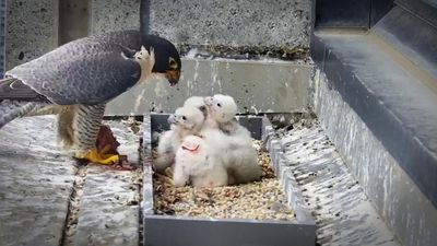 Life amid the carcasses and droppings: what I learned from watching Melbourne’s peregrines on webcam