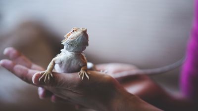 Types of bearded dragons that you need to know about