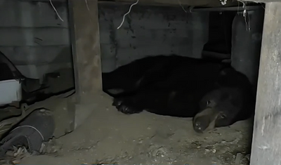 'Yogi Bear' Animator Finds Bear Living in Crawlspace Under Home: 'My Biggest Complaint' Is He Poops A Lot