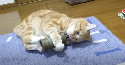 Ohio Family Catches Cat Playing With Mystery Hand Grenade It Found In Basement