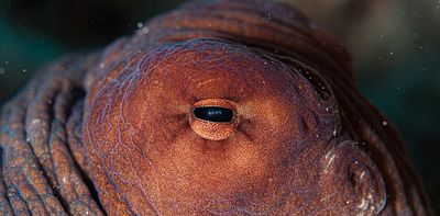 Octopuses work together with fish to hunt – and the way they share decisions is surprisingly complex