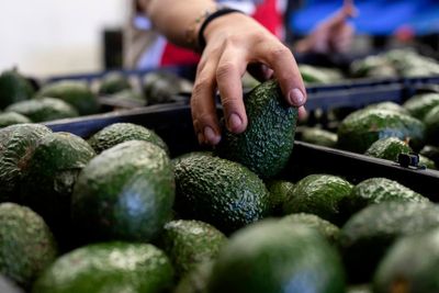 US to hand over pest inspections of Mexican avocados to Mexico and California growers aren't happy