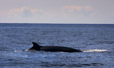 Minke whale sightings surge but basking sharks decline, finds Hebrides study