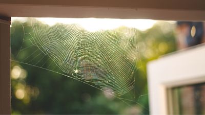 How to stop Joro spiders getting inside your home – 5 simple steps to a spider-free space