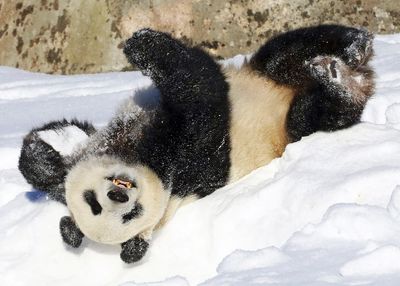 A Finland zoo is returning two giant pandas to China – here’s why