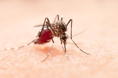 EEE Declared 'Public Health Threat' After NY Man Dies From Mosquito-Borne Virus