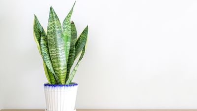 Here's How Often You Should Water Your Snake Plant For Consistent Growth and Bright Leaves