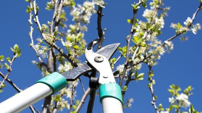 When to never prune trees – professional arborists reveal the crucial times of year to avoid trimming