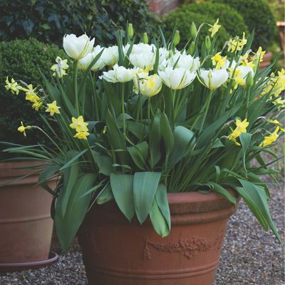 5 of the easiest spring bulbs to grow in pots – plant these for beautiful spring displays