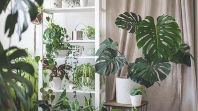 Houseplants that like being pot-bound – 8 indoor plants that don't need repotting too often