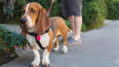 Does your dog get nervous around new people? Try this simple trainer-approved tip to help them stay calm