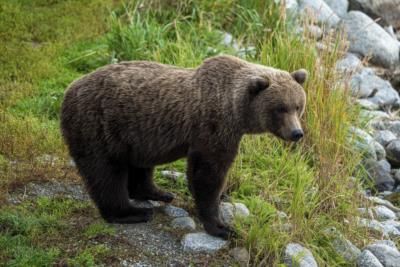 Annual Fat Bear Week Celebration Underway In Alaska National Park