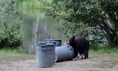 California bears make themselves at home as humans build closer to nature