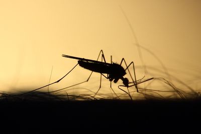 'Imminent Threat' Declared In NY After Death From Mosquito-Borne Illness