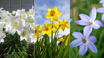 Perennial bulbs to plant in fall – 12 to plant now for color that lasts from winter to summer