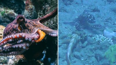 Rare Video Shows Octopuses Punching Their Lazy Fish Partners While Out Hunting Together