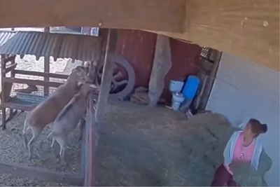 Cigarette-Chomping California Woman Caught on Camera Making Off with Man's Pet Goats: 'They Were My Family'