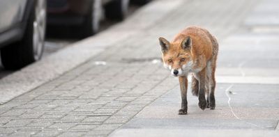 Even as urban foxes get bolder, people appreciate rather than persecute them, say psychologists