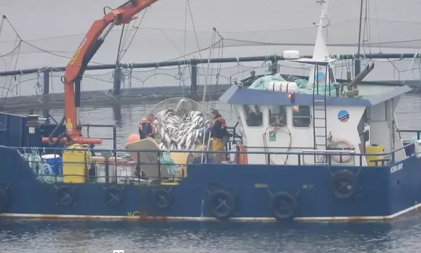 Salmon farm cleared tonnes of dead fish before inspection, animal charity claims