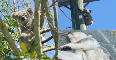 Koalas bearing the brunt of Hunter's housing push