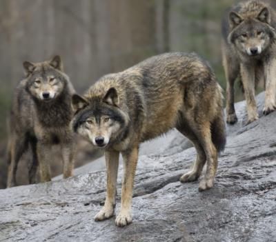 EU Moves To Ease Wolf Protections Amid Population Growth