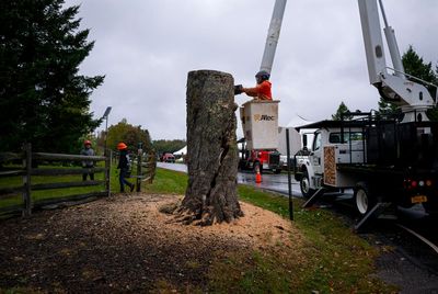 Aging and ailing, 'Message Tree' at Woodstock concert site is reluctantly cut down