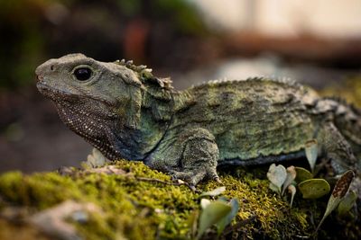 He’s 130, with three eyes and two girlfriends: meet New Zealand’s beloved tuatara Henry