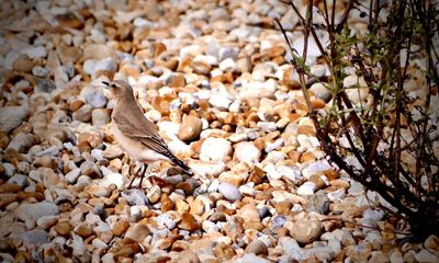 Country diary: A wheatear stands out among the shingle