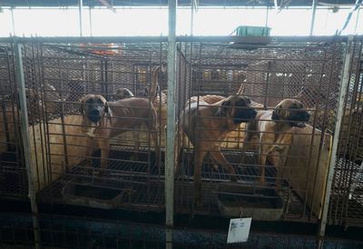 South Korea publishes compensation plan for dog meat farmers ahead of 2027 ban