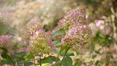 What to do with hydrangeas in the fall – professionals share crucial care tips, plus 2 things never to do