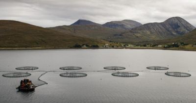 Scottish fish farm firm removes 'tonnes' of dead fish before MSPs visit site