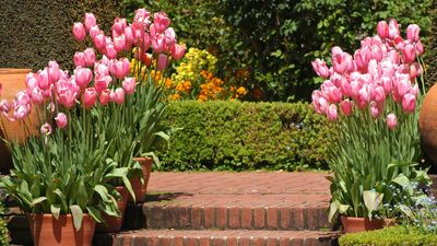 When Should I Plant Tulip Bulbs in Containers? Timing Is the Secret to Flourishing Pots Come Springtime