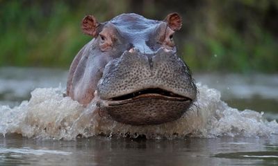 ‘Thrown like a rag doll’: British tourist narrowly survives hippo attack in Zambia