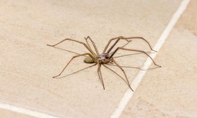 Great news, everybody! We’re about to be over-run by giant spiders