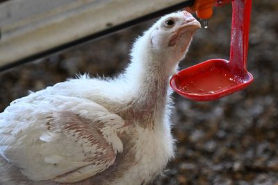 Bird flu casts a wider net as U.S. health officials keep drip-feeding information on Fridays