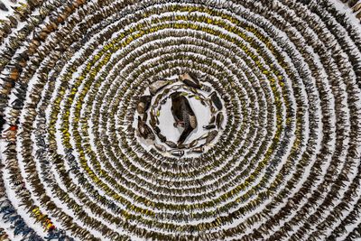 Heart-breaking photo of 4,000 dead birds is surprise winner of top photography contest