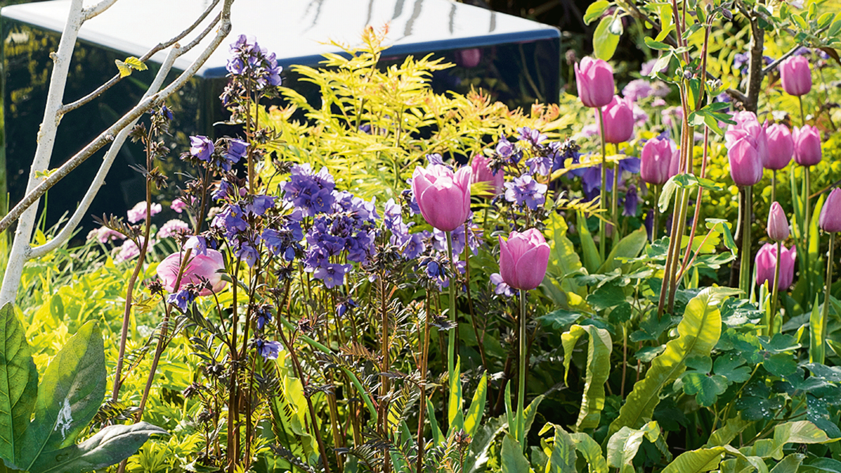 The best bulbs for scent – start planting now for a fabulously fragranced garden in 2025