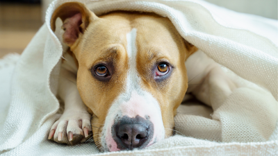 Signs a dog is in pain: A vet's guide