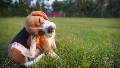 What’s the safest flea treatment for dogs? A vet's guide