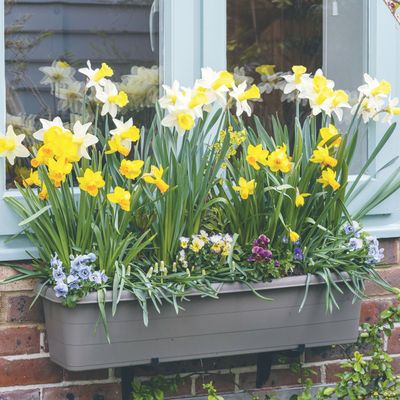 When should you plant daffodil bulbs in pots? Take a look at Monty Don's top tips