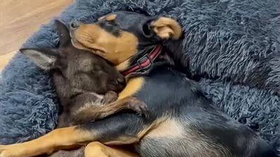 Pup And Baby Kangaroo Who Was Hit By Car Form Adorable Friendship After Family Rescues Her