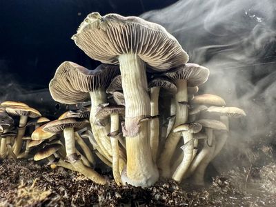 Colorado Middle School Students Overdose on 'Magic Mushrooms' They Bought on Telegram