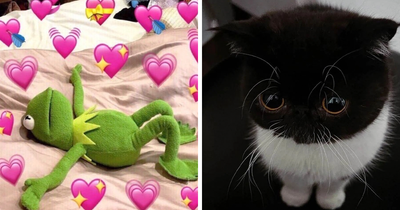 30 Times Cats Were Caught In Funny Situations