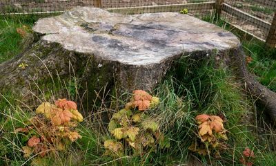 ‘Trees of hope’: Sycamore Gap tree saplings to be planted around UK