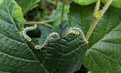 Country diary: Spotted regal sawflies make moves to repel me