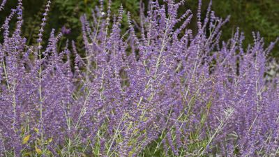 How to grow Russian sage – there is lots to love about the beautiful, drought-tolerant, and undemanding perennial