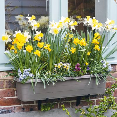 How to plant daffodils in clumps - bulk-plant these beautiful blooms for an even bigger display next year