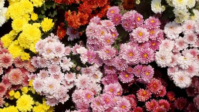 7 Fall Annuals for Containers That Thrive Beautifully Under the Sun — And Bring a Burst of Color